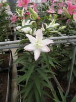 [1795 MissLucy No02.JPG]